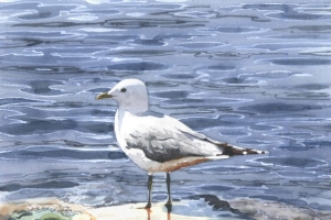 Reproducerad akvarell/giclée - Gråtrut